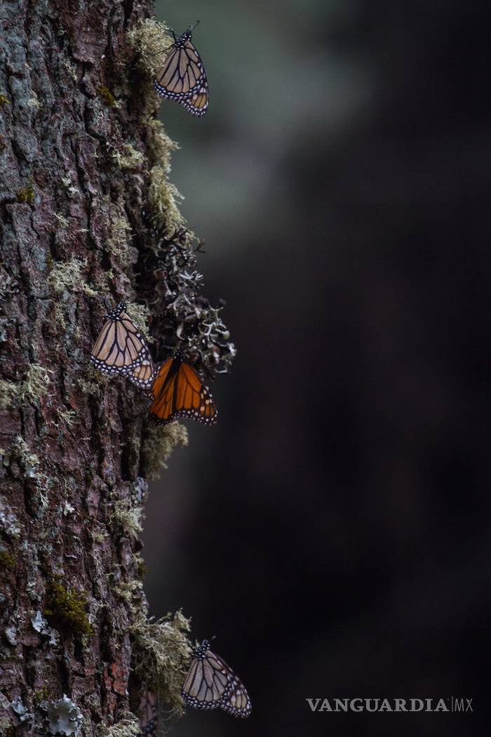 $!Cambio climático mata a la mariposa Monarca, dice México; científicos lo rechazan: es la tala