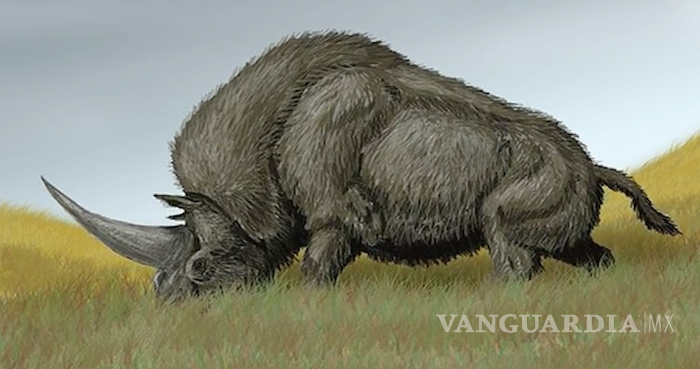 $!Estudio revela que los unicornios de hace 26 mil años se parecían más a los rinocerontes