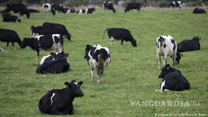 $!Vacas son alimentadas con algas para reducir el impacto medioambiental del gas metano