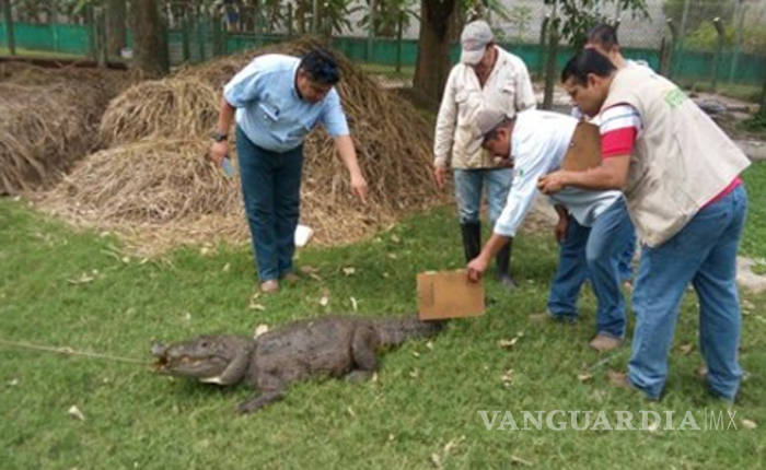 $!Profepa asegura más de 3 mil cocodrilos en Tabasco