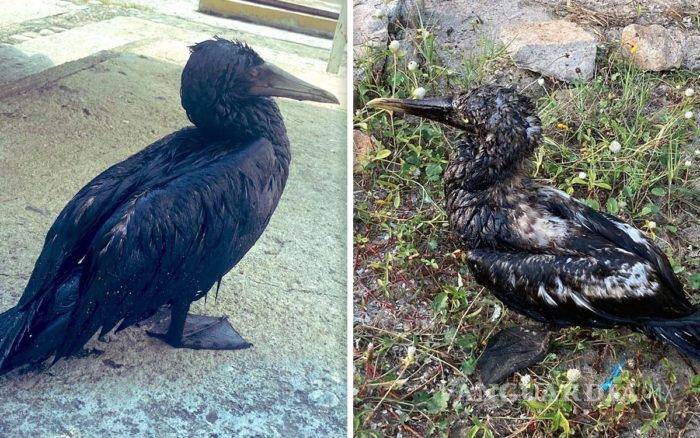 $!Pemex ‘calla’ por derrame que contamina playas en Salina Cruz; combustible cubre animales y arena