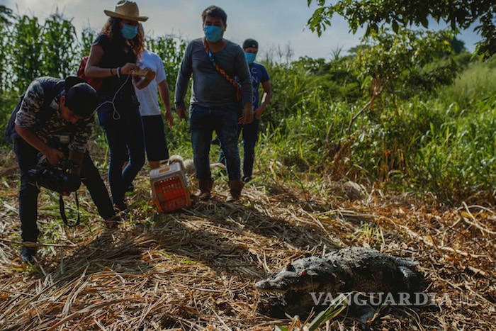 $!Pemex causa grave daño ambiental en Veracruz, derrame mata animales y obliga a evacuar
