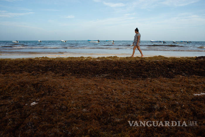 $!Para AMLO la crisis del sargazo en Quintana Roo: “no es gravísimo”