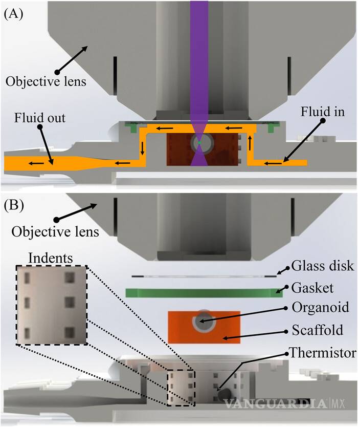$!Investigadores cultivan un microtejido cerebral con un chip impreso en 3D
