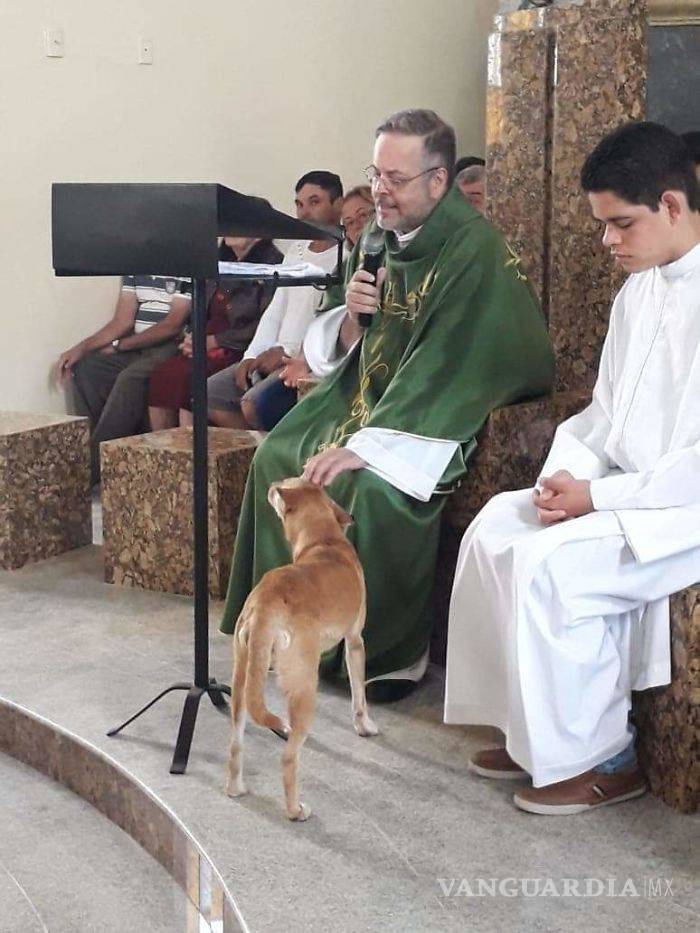 $!Sacerdote lleva perros a sus misas para que fieles los adopten; "Son de Dios"