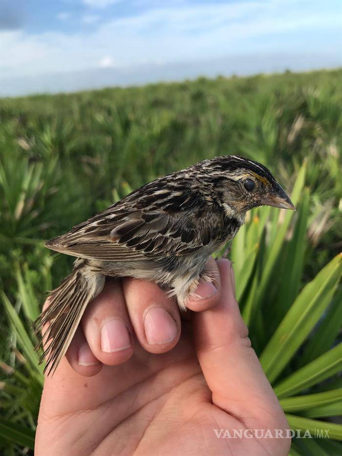 $!Sobreviven 20 ejemplares del gorrión de Florida