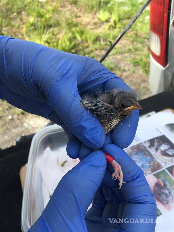 $!Sobreviven 20 ejemplares del gorrión de Florida
