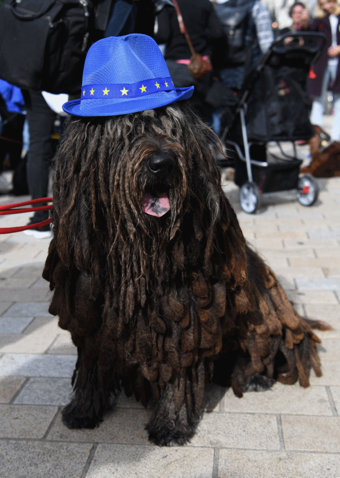 $!Cientos de perros ladran contra el "Brexit" en Londres