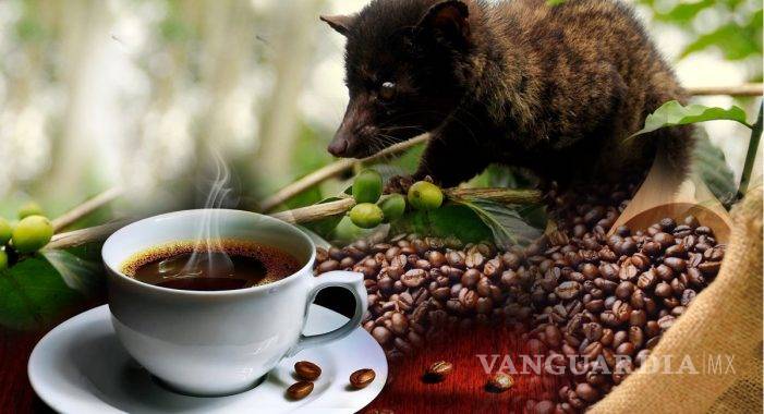 $!Esto cuesta la taza de café más cara del mundo