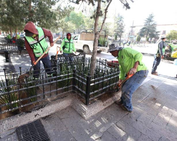 Brigadas municipales realizaron trabajos de reforestación y embellecimiento en la Plaza de Armas de Saltillo.