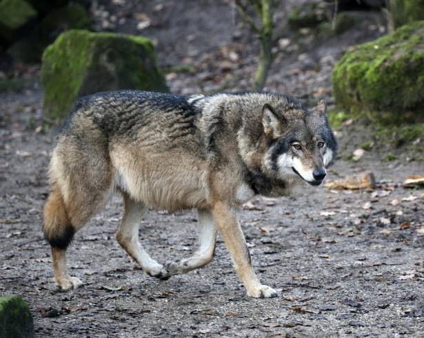 El lobo mexicano ha logrado regresar a su hábitat natural tras décadas de conservación.