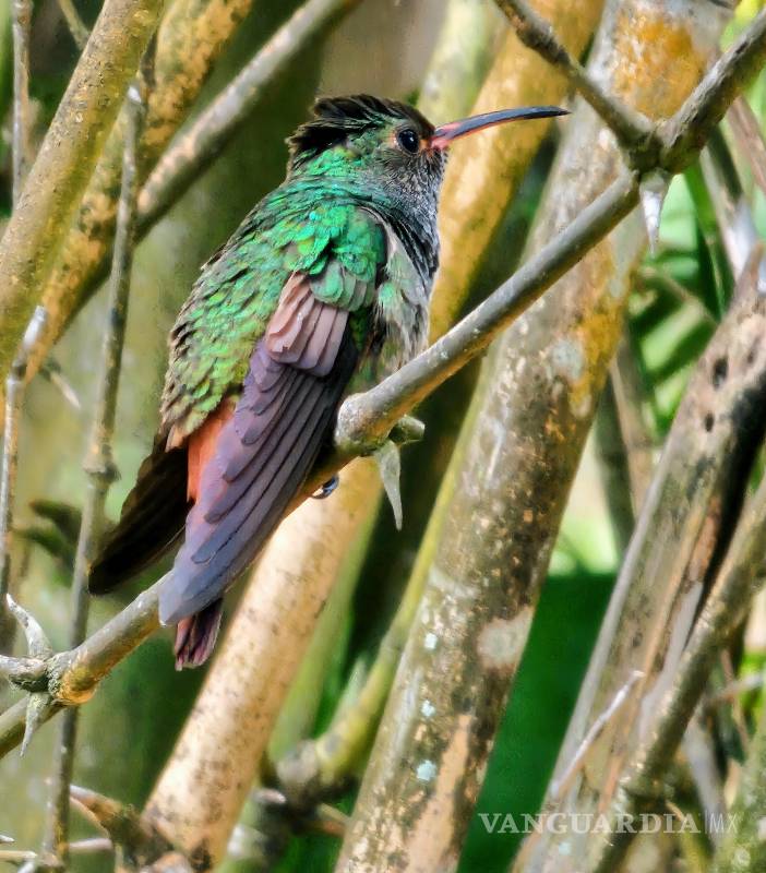 Las aves y la memoria del asombro