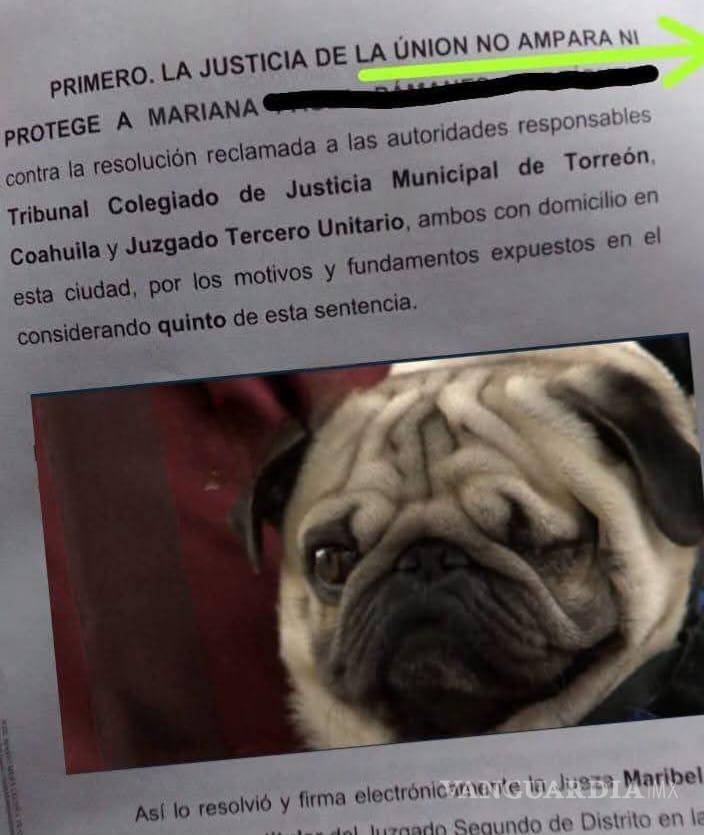 $!La organización celebró la resolución al considerar que fortalece la responsabilidad en el cuidado de mascotas.