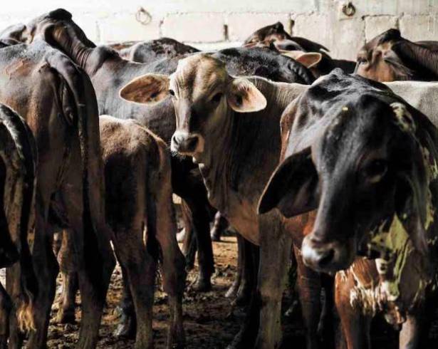 El resurgimiento del gusano barrenador—por cierto, una de las plagas de Egipto tuvo que ver con la enfermedad y muerte del ganado--, que derivó en el cierre de la frontera norte a las reses de los principales estados exportadores, entre ellos Coahuila, fue el resultado de los recortes al Senasica por el gobierno de la 4T.