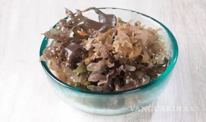 $!El musgo marino contiene altos niveles de yodo, que pueden dañar la tiroides si se consume en grandes cantidades.