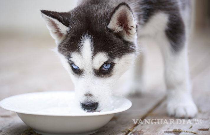 $!¡Cuida a tu lomito!... esta es la lista negra de alimentos prohibidos para tu perro pues son dañinos y hasta mortales