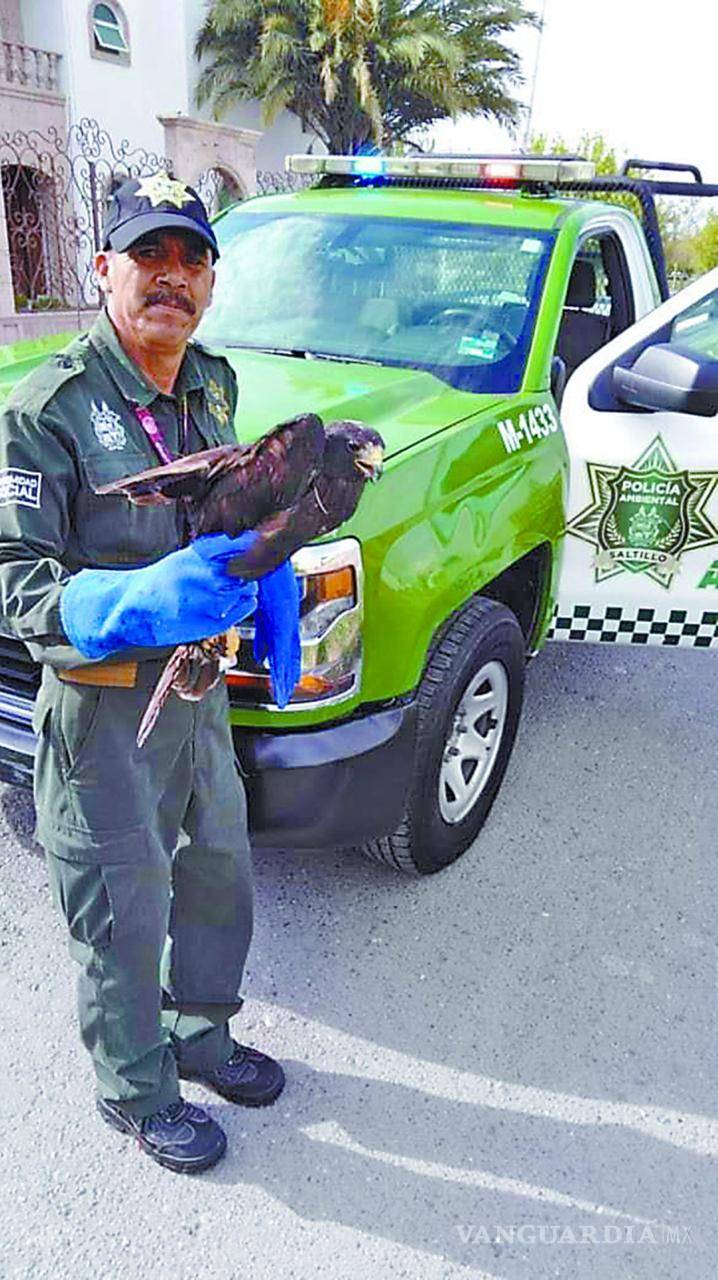 $!Invaden animales silvestres zona urbana de Saltillo