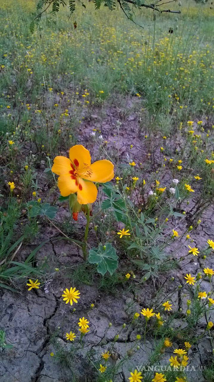 $!Sin mitigar daños causados por la industria minera