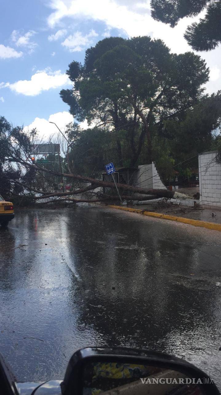 $!Tromba causa caos en norte de Saltillo; caen árboles y panorámicos