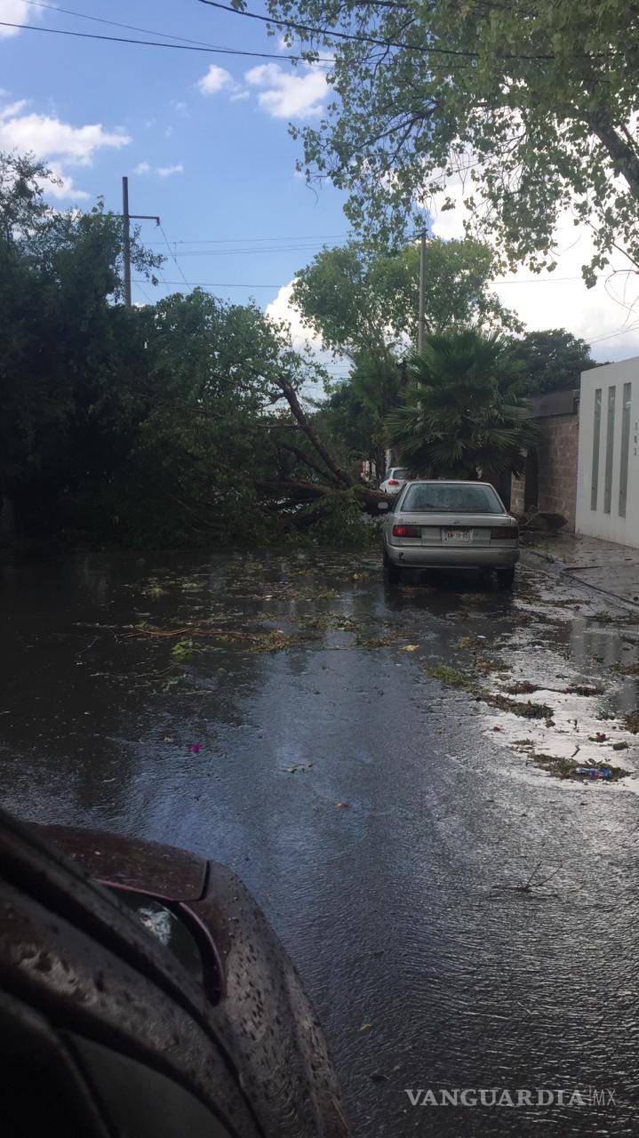 $!Tromba causa caos en norte de Saltillo; caen árboles y panorámicos