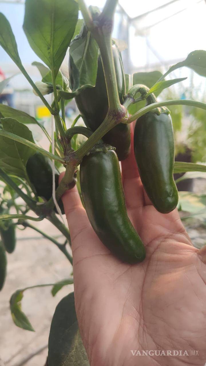 $!Un estudiante de horticultura mostró su descontento por la interrupción de su huerto de calabaza, tomate y chile, afectado por el cierre de los invernaderos.