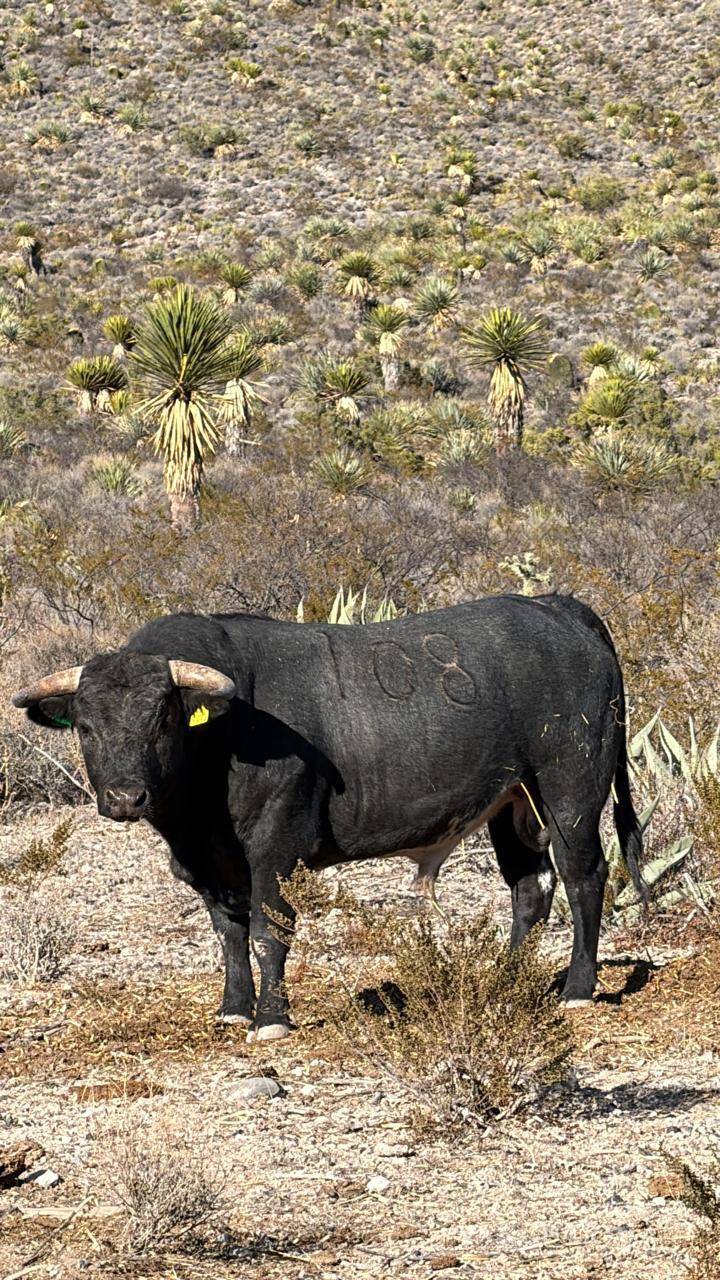 $!El toro de lidia es considerado una de las figuras centrales dentro de la tradición taurina y la crianza ganadera especializada.