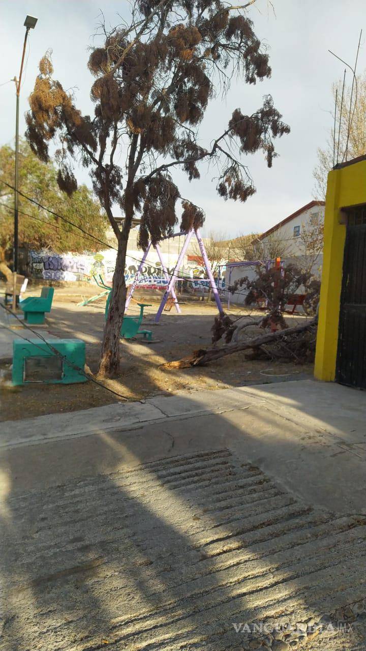 $!La directora de Medio Ambiente y Espacios Urbanos, mencionó que personal a su cargo recorre la ciudad a fin de recoger ramas y partes de árboles a consecuencia de las ráfagas de viento.