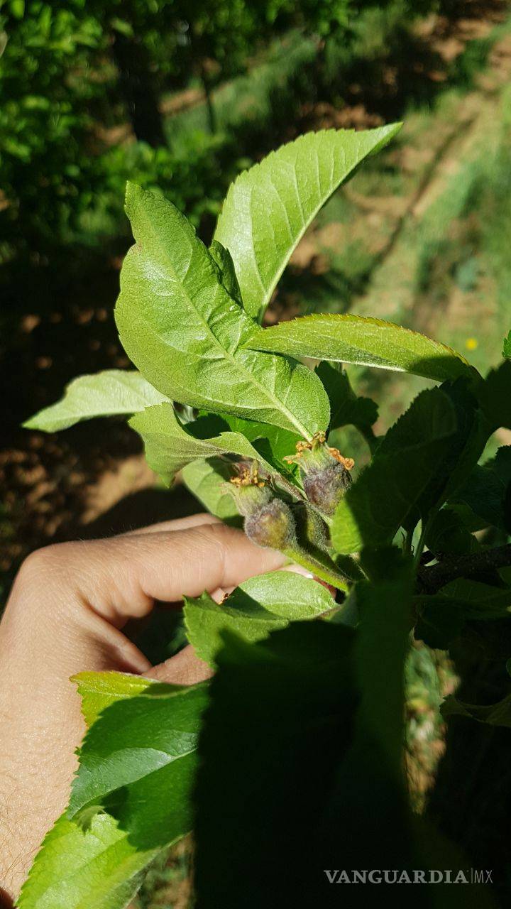 $!Productores de Arteaga declaran pérdida total de cosecha de manzana; el daño es irreparable