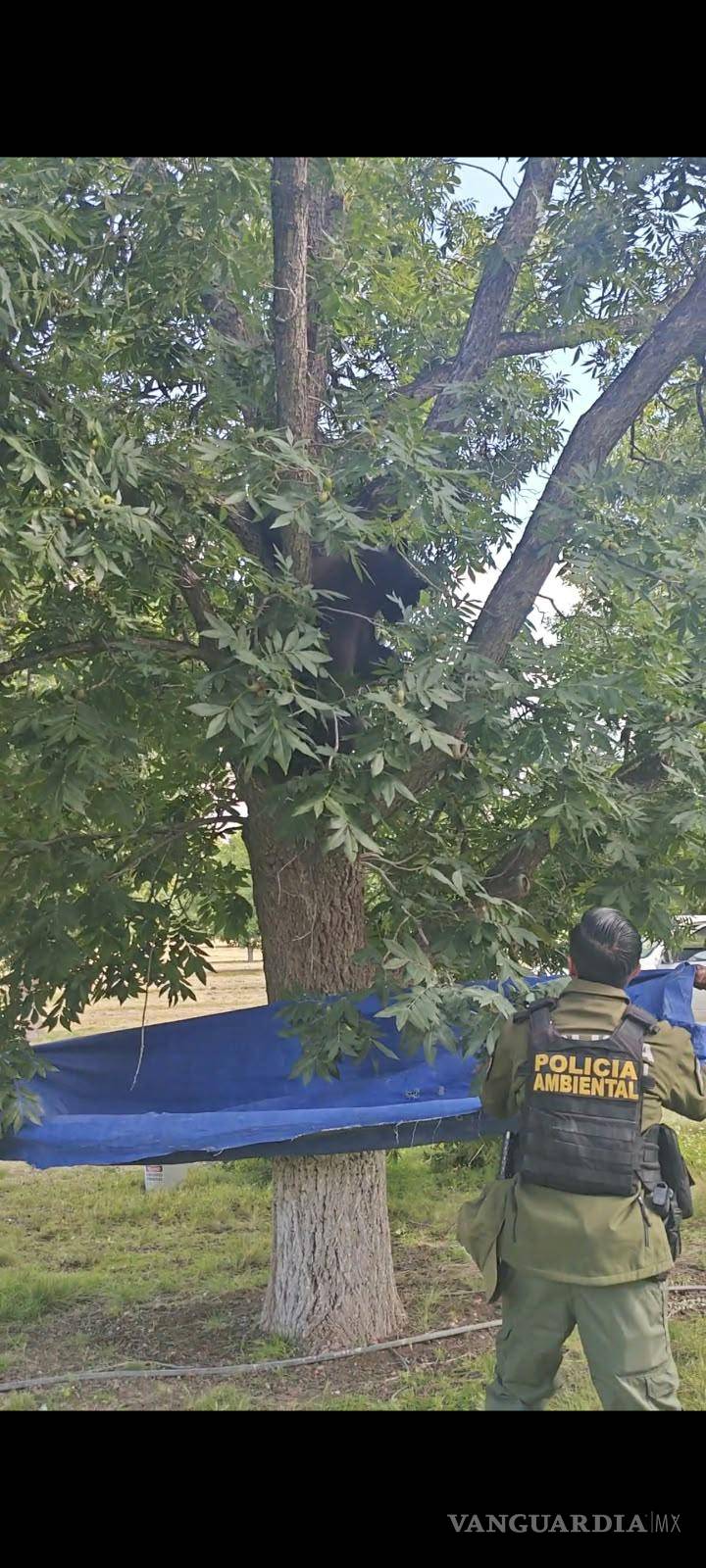 $!Los osos negros intensifican la búsqueda de alimento antes del invierno, durante el periodo conocido como hiperfagia.