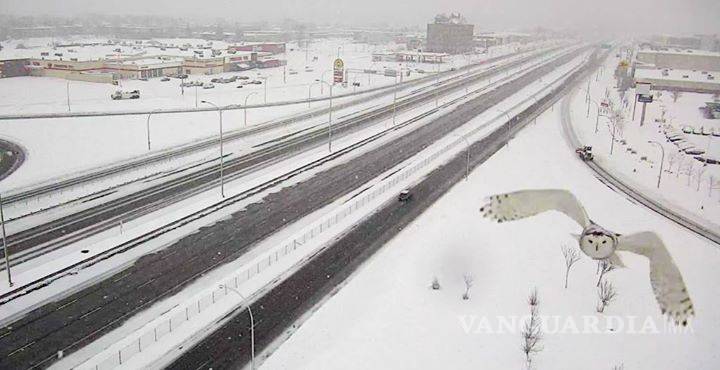 $!Impresionante búho nival captado por una cámara de vigilancia carretera en Canadá