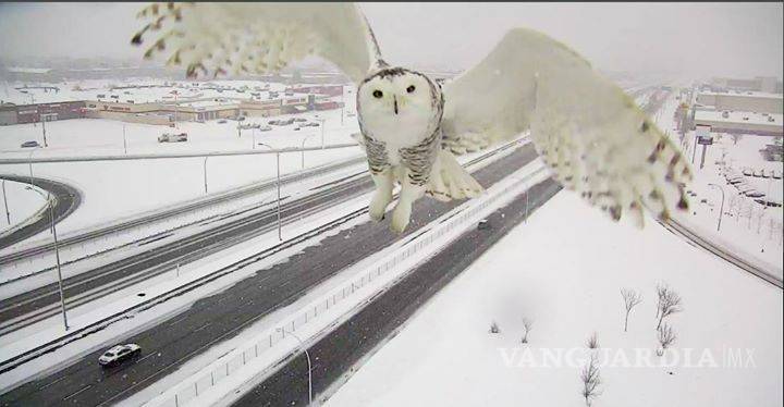 $!Impresionante búho nival captado por una cámara de vigilancia carretera en Canadá