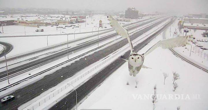 $!Impresionante búho nival captado por una cámara de vigilancia carretera en Canadá