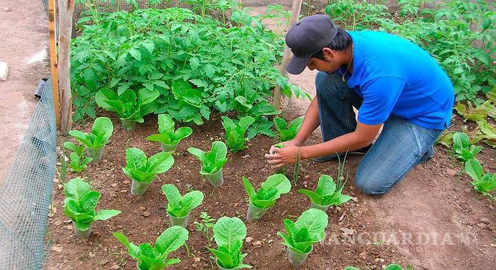 $!La muestra hortícola presentará productos y emprendimientos de la comunidad durante el evento.
