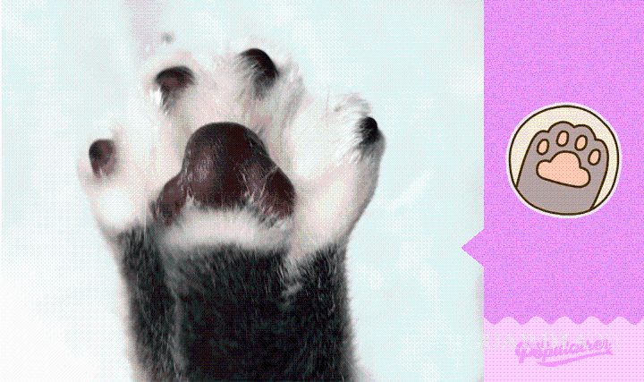 $!Canadiense recrea sticker de Facebook con su gata