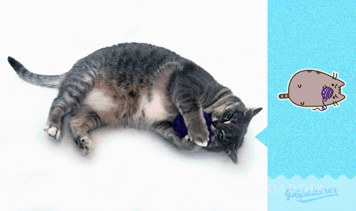 $!Canadiense recrea sticker de Facebook con su gata