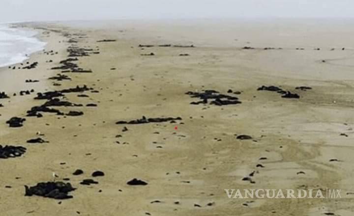 $!Más de 7 mil focas muertas en playa de Namibia