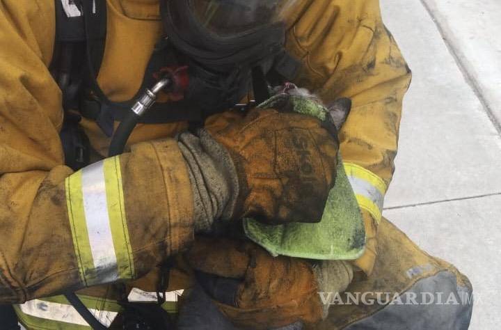 Salvan a gatito que estuvo a punto de morir calcinado en incendio en colonia de Ramos Arizpe