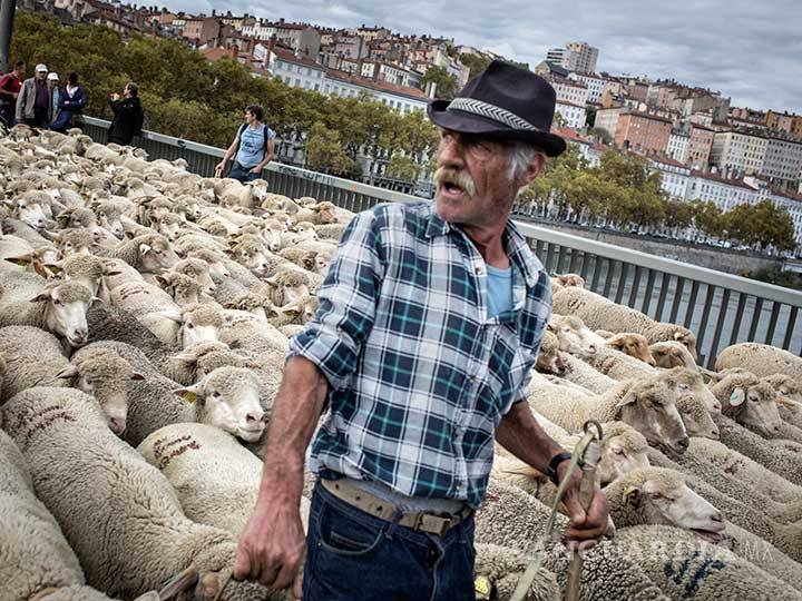 $!Invasión de ovejas en Lyon; pastores protestan por ataques de lobos