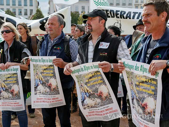 $!Invasión de ovejas en Lyon; pastores protestan por ataques de lobos