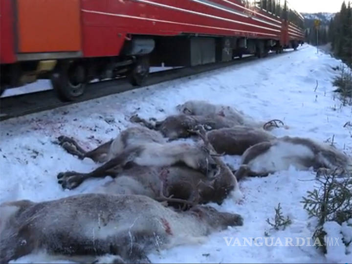 $!Matan trenes a 106 renos en Noruega