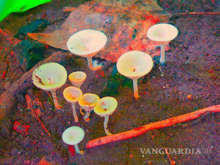 $!Honguitos pequeños en el jardín de mi abuela, Saltillo 2010.