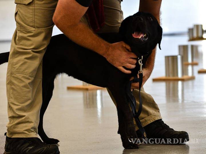 $!Despiden a perrita de la CIA por no querer buscar bombas
