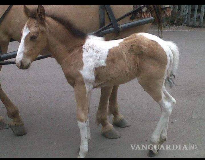 $!Imagen de “Pinto” recién nacido.