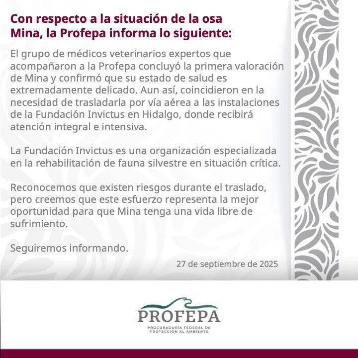 $!Profepa: Trasladan a osa ‘Mina’ a Fundación Invictus, en Hidalgo, para recibir rehabilitación