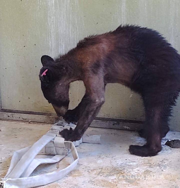 $!“Lucy” fue hidratada por vía intravenosa mienstras se recuperaba en el Mude.