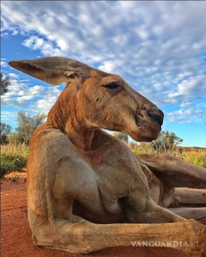 $!Murió 'Roger', el canguro más fuerte y famoso de Australia