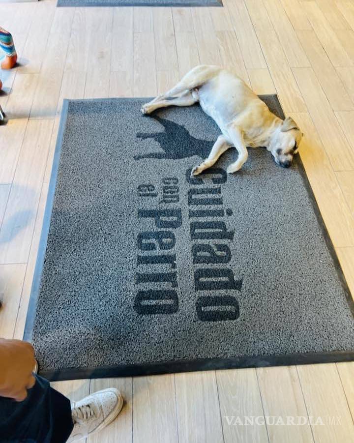 $!Perritos descansan en interior de tienda de ropa en México. Fotografías se vuelven virales en redes sociales.