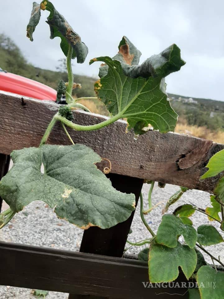 $!Descenso de la temperatura provoca hielo en Monclova