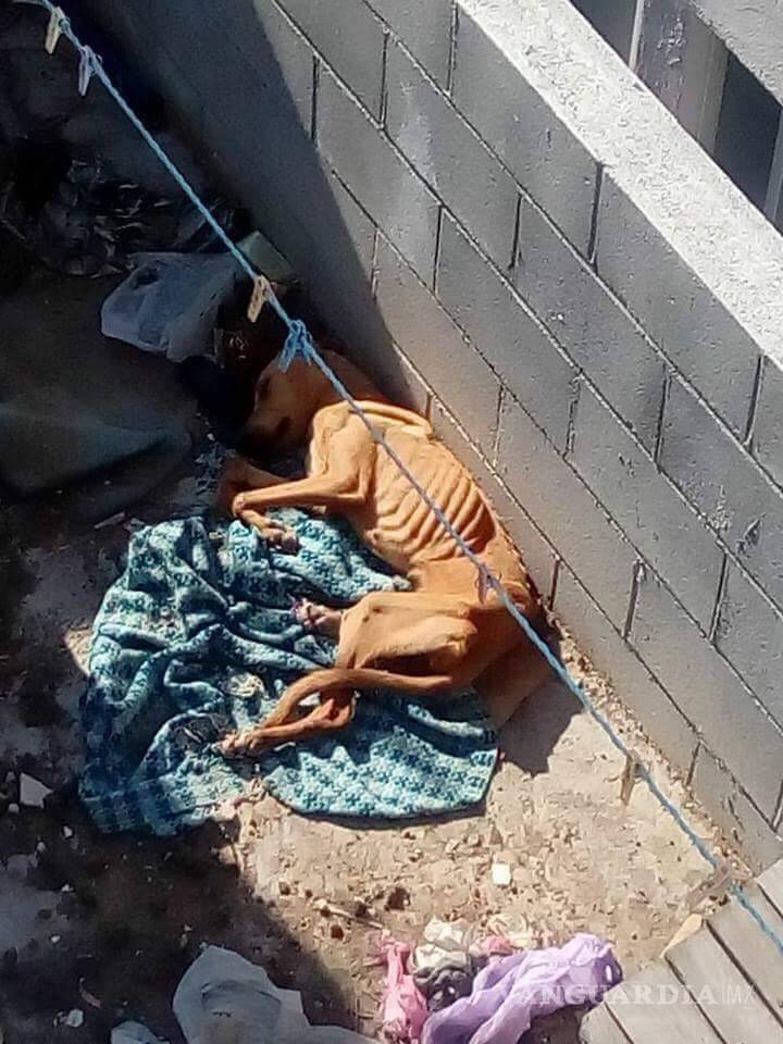 $!Unen esfuerzos Policía Ambiental, ADAC y vecinos para rescatar perrita maltratada en Mirasierra