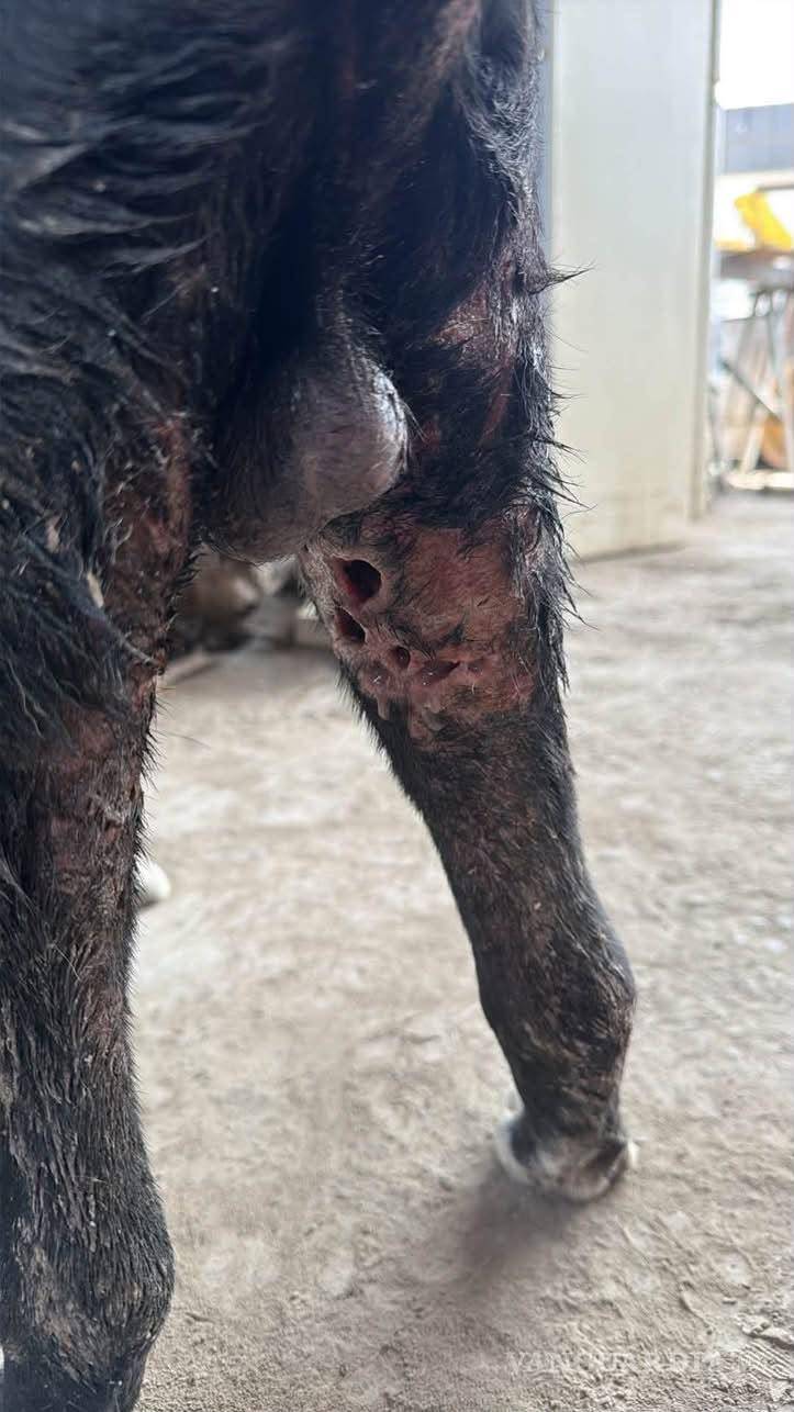 $!Debido a la gravedad de la enfermedad, la mascota fue hospitalizada y sometida a una limpieza quirúrgica.